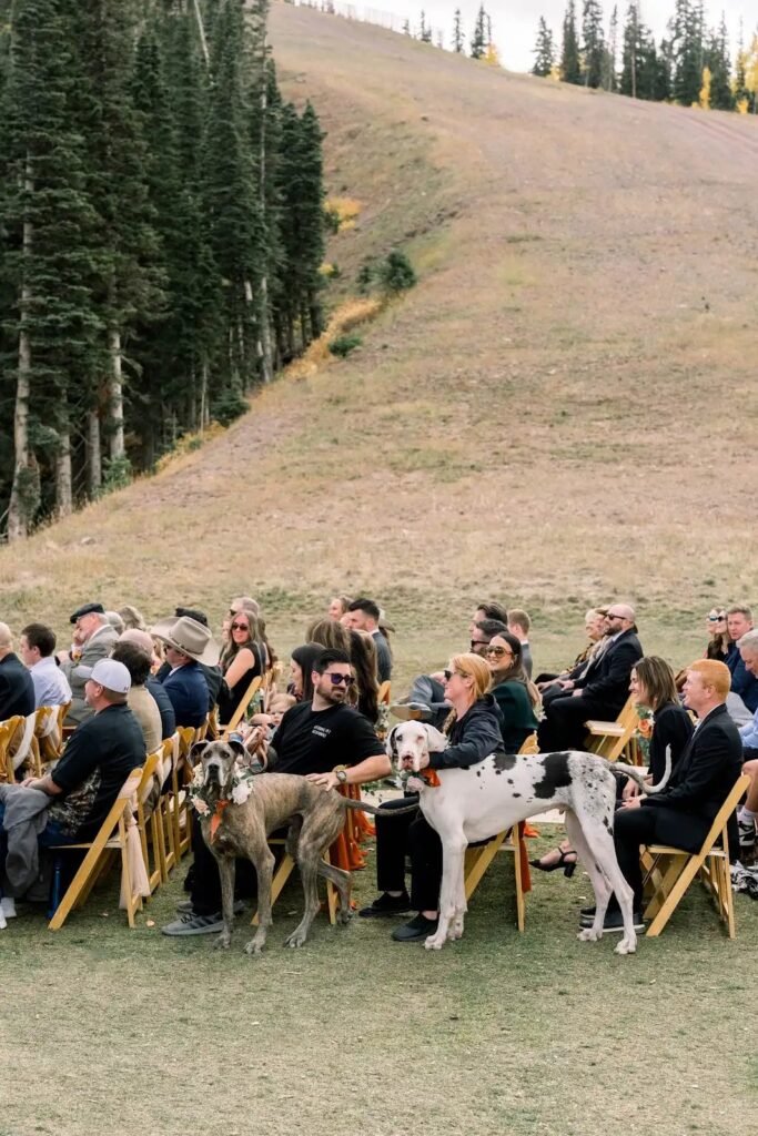 Two dogs walking down the aisle during the wedding ceremony