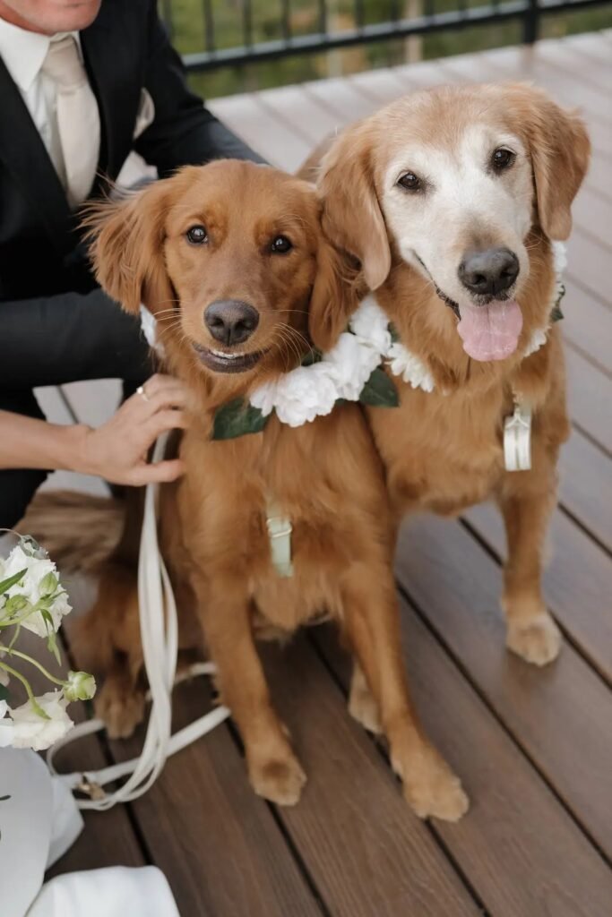 Two golden retrievers wearing custom floral collars