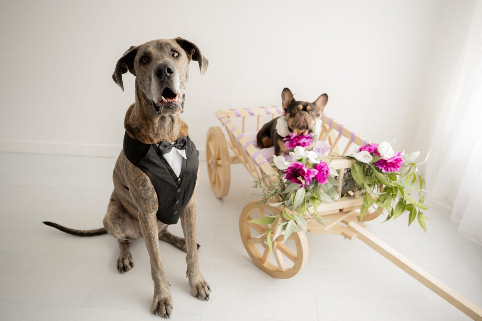 Great Dane in a tuxedo beside the floral wedding wagon, with a small dog riding inside
