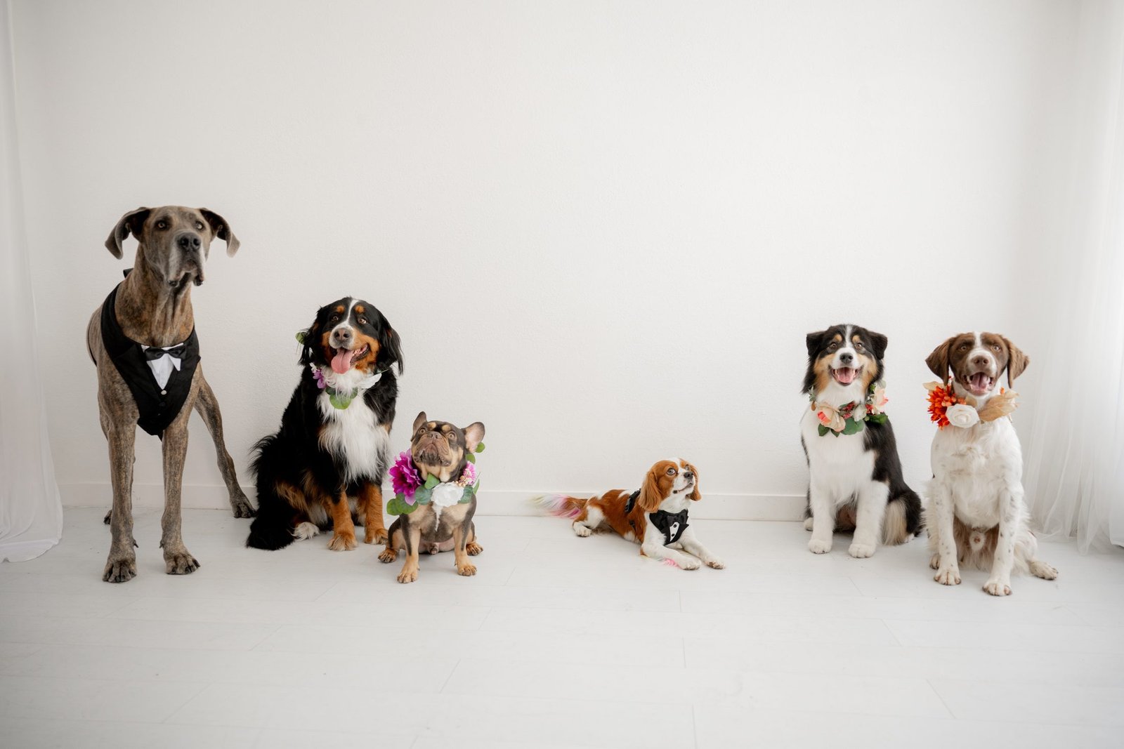 Six dogs in wedding attire lined up together, wearing tuxedos and floral collars